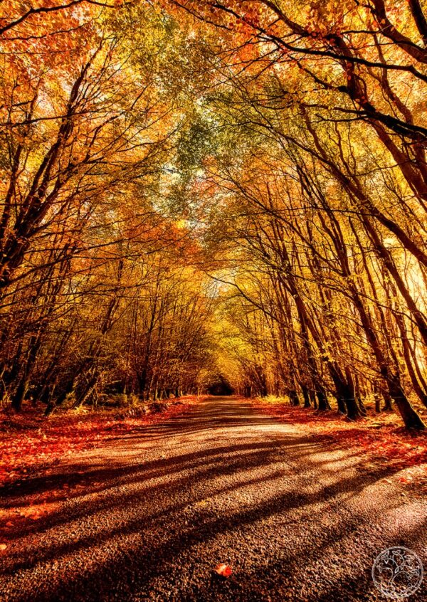 Autumnal Gold