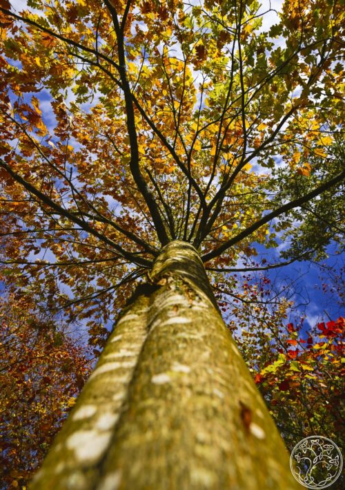 Low-angle shot looking up the trunk of a mature Oak tree with vibrant orange and yellow autumn leaves against a bright blue sky.
