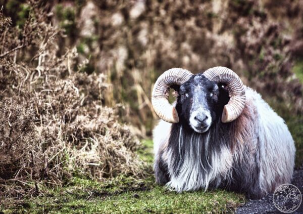 A close-up portrait of a Connemara Blackface ram with large curled horns resting on a grassy roadside in County Galway.