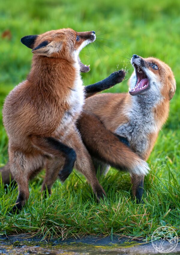 Cubs Fight Two red fox cubs play-fighting and vocalizing on a bright green field in rural Ireland.