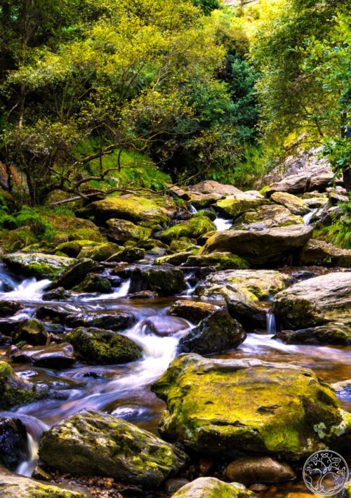Dargle River Vibrant green moss-covered rocks in the Dargle River, Enniskerry, County Wicklow, featuring rushing water in a lush Irish forest.