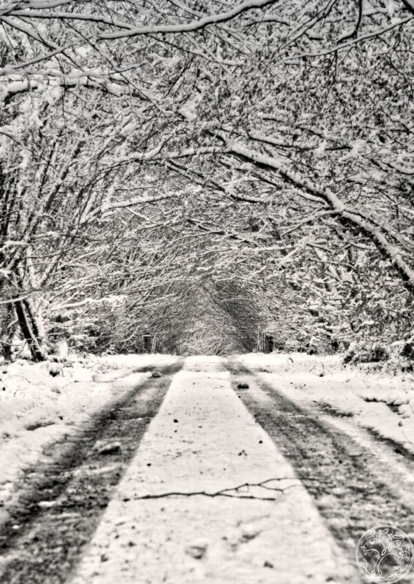 First Snows Road First Snows Road