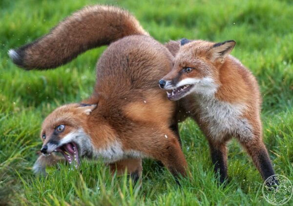Foxes Fight Two adult red foxes engaged in a dramatic play-fight on a green grassy field in rural Ireland.