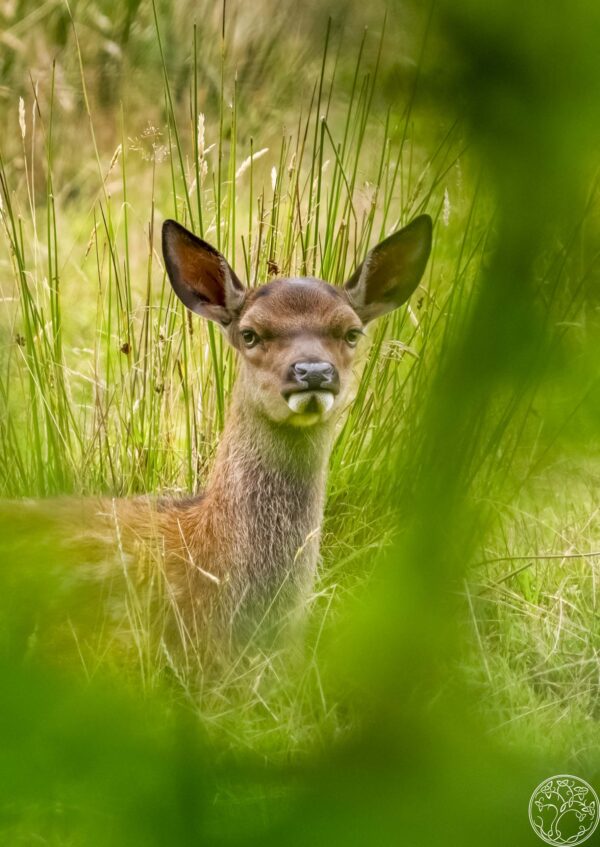 A, young, Sika, deer, calf, peeking, through, tall, green, grass, in, Lisacul, County, Roscommon.