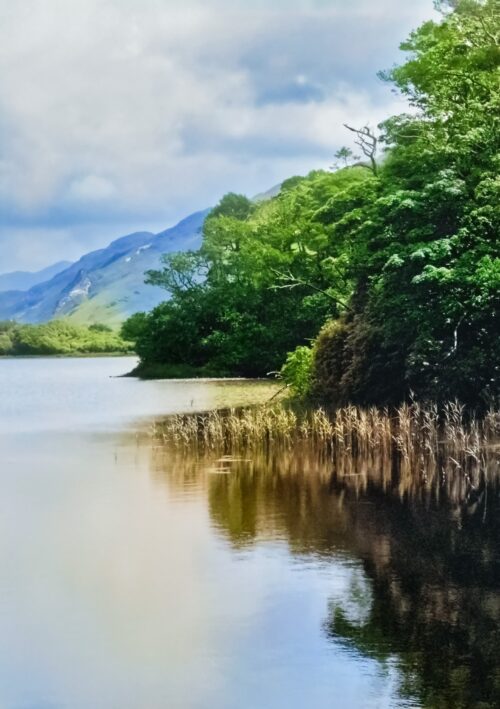 Kylemore Visa copy A peaceful view of Lough Pollacapall in front of Kylemore Abbey, featuring reeds reflecting in the water and the Connemara mountains in the background.