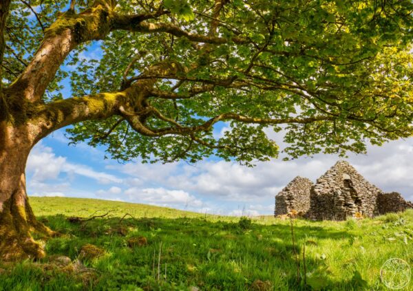 Summer Pastures