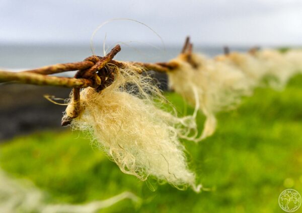 Wire Wool A detailed macro shot of sheep's wool snagged on a rusted barbed wire fence along the Sligo coast.